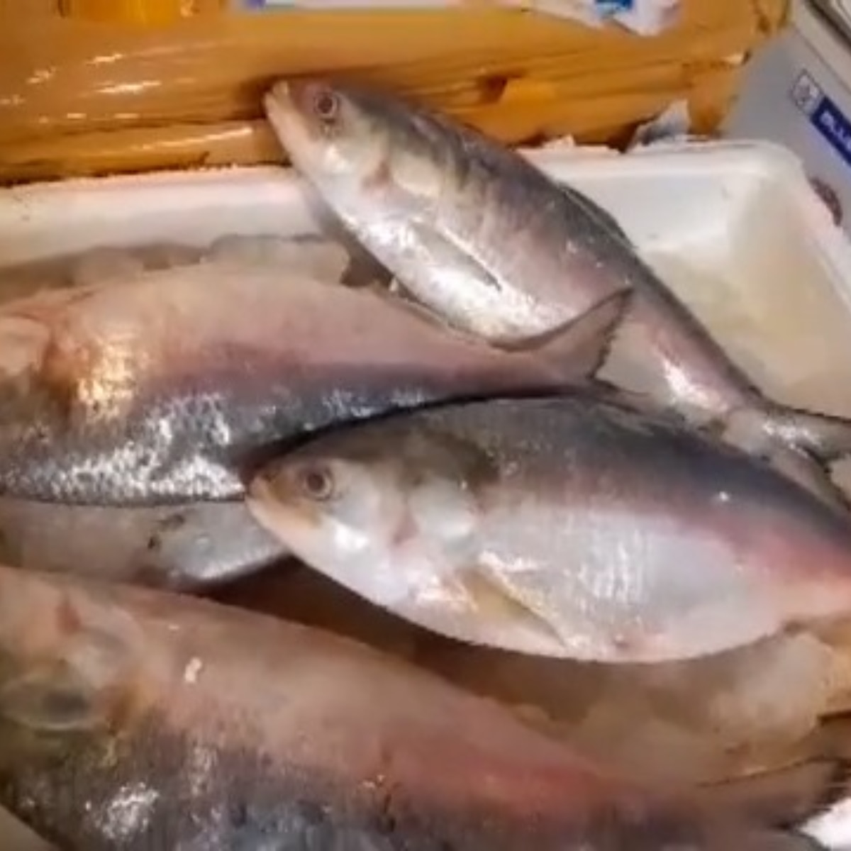 কত দামে বিক্রি হচ্ছে পদ্মার ইলিশ? 