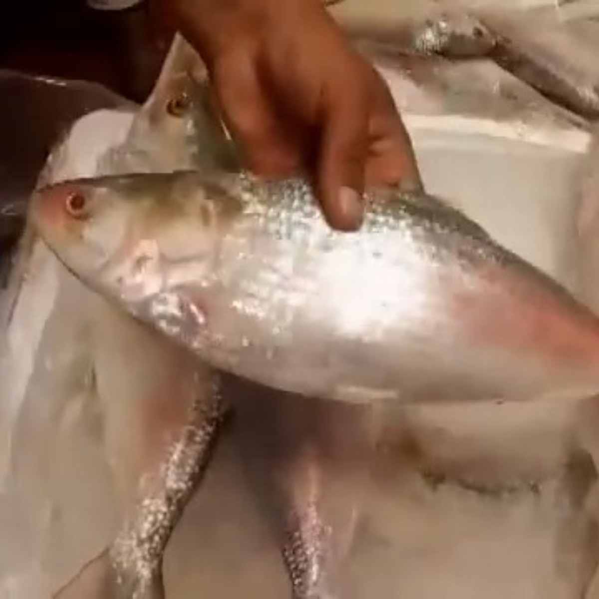 মুখে হাসি মাছ ব্যবসায়ীদের