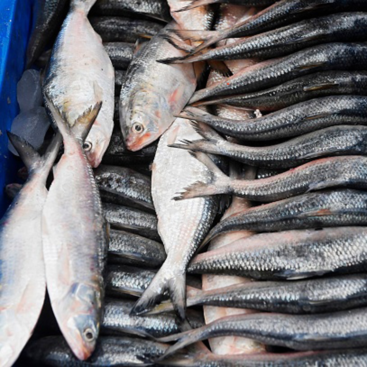  Padma Hilsa at Kolkata Market