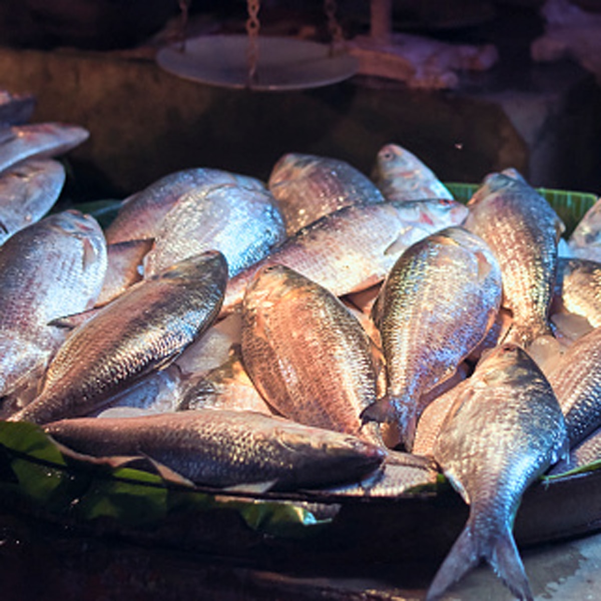  Padma Hilsa at Kolkata Market