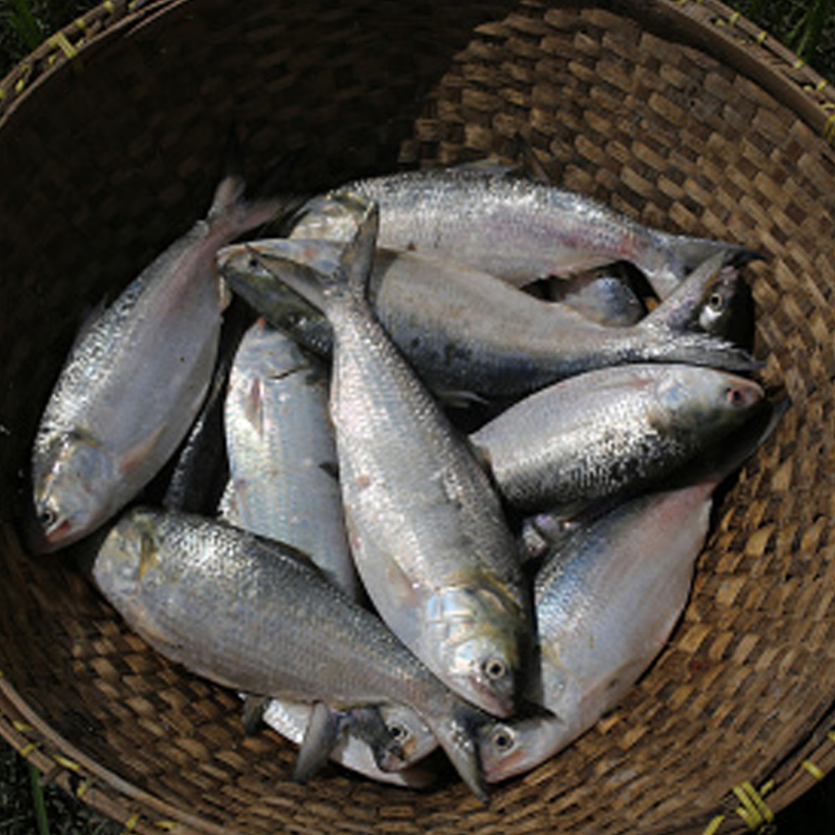  Padma Hilsa at Kolkata Market