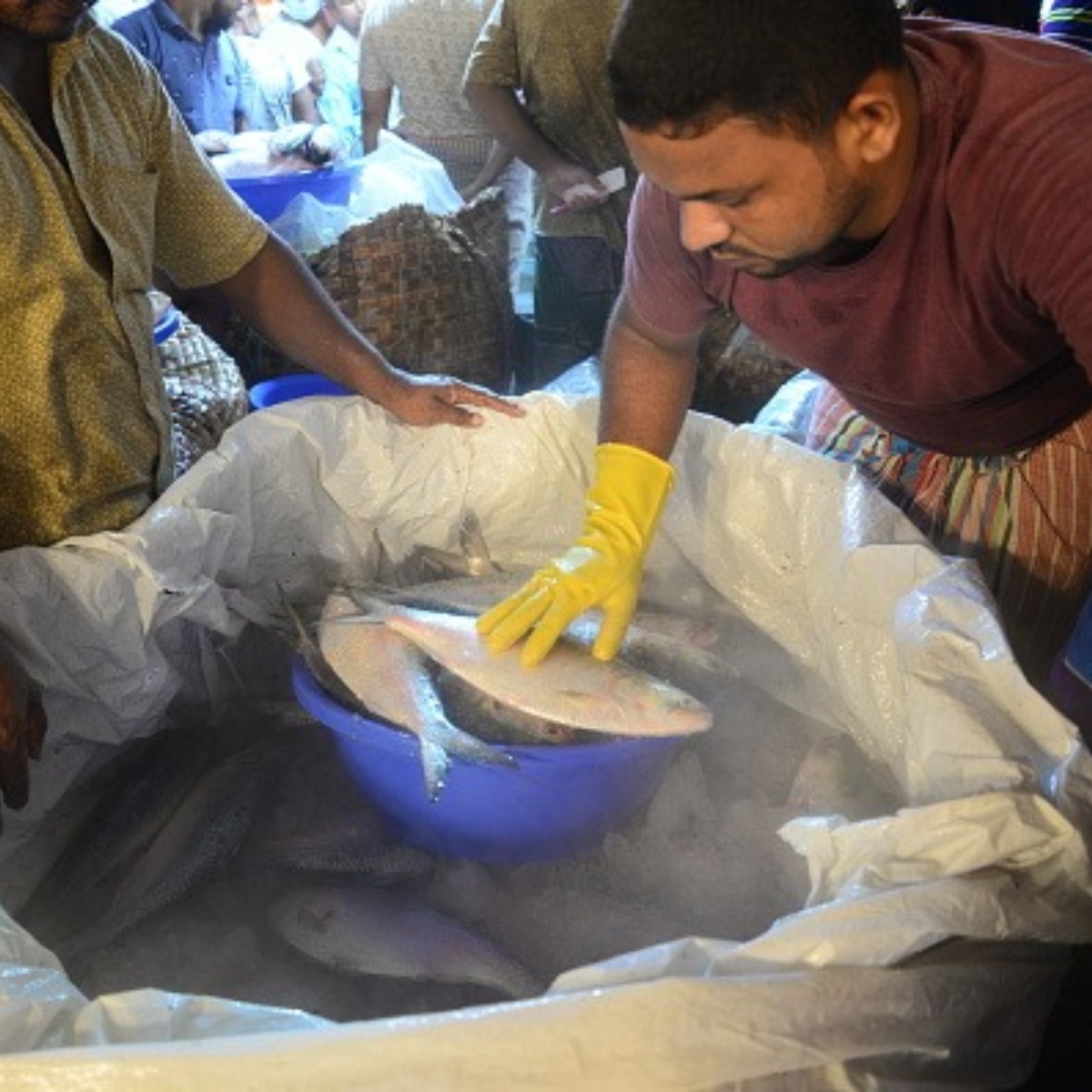  Padma Hilsa at Kolkata Market