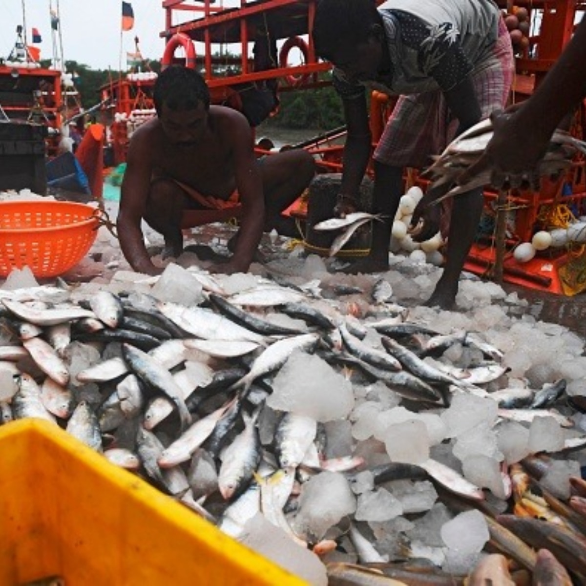Padma Hilsa