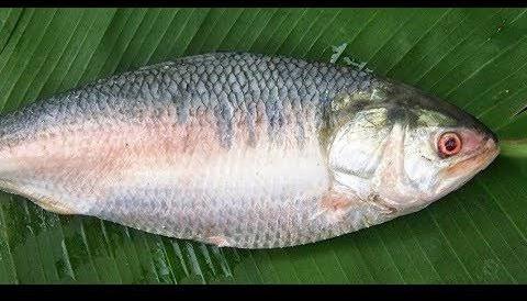 পদ্মার ইলিশ