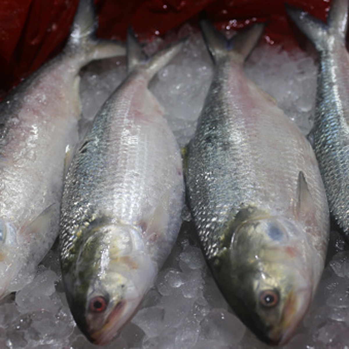  Padma Hilsa at Bengal Market