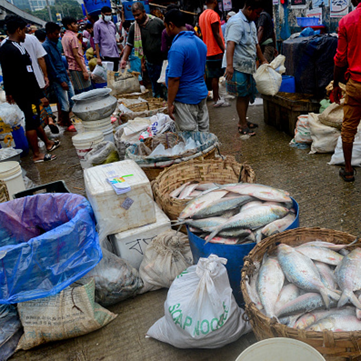 Padma Hilsa