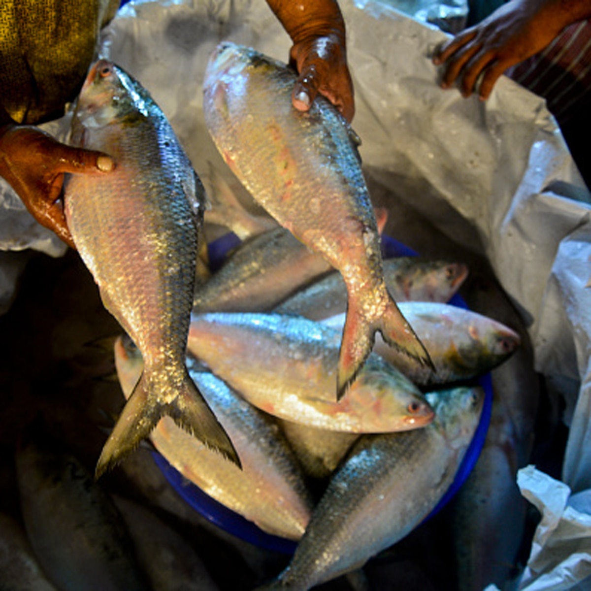 Padma Hilsa at Bengal Market