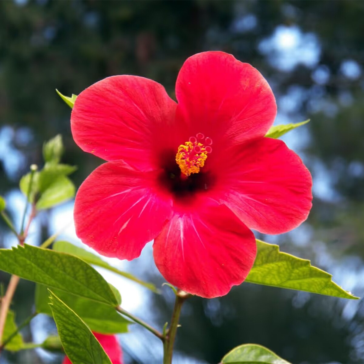 Hibiscus Plant
