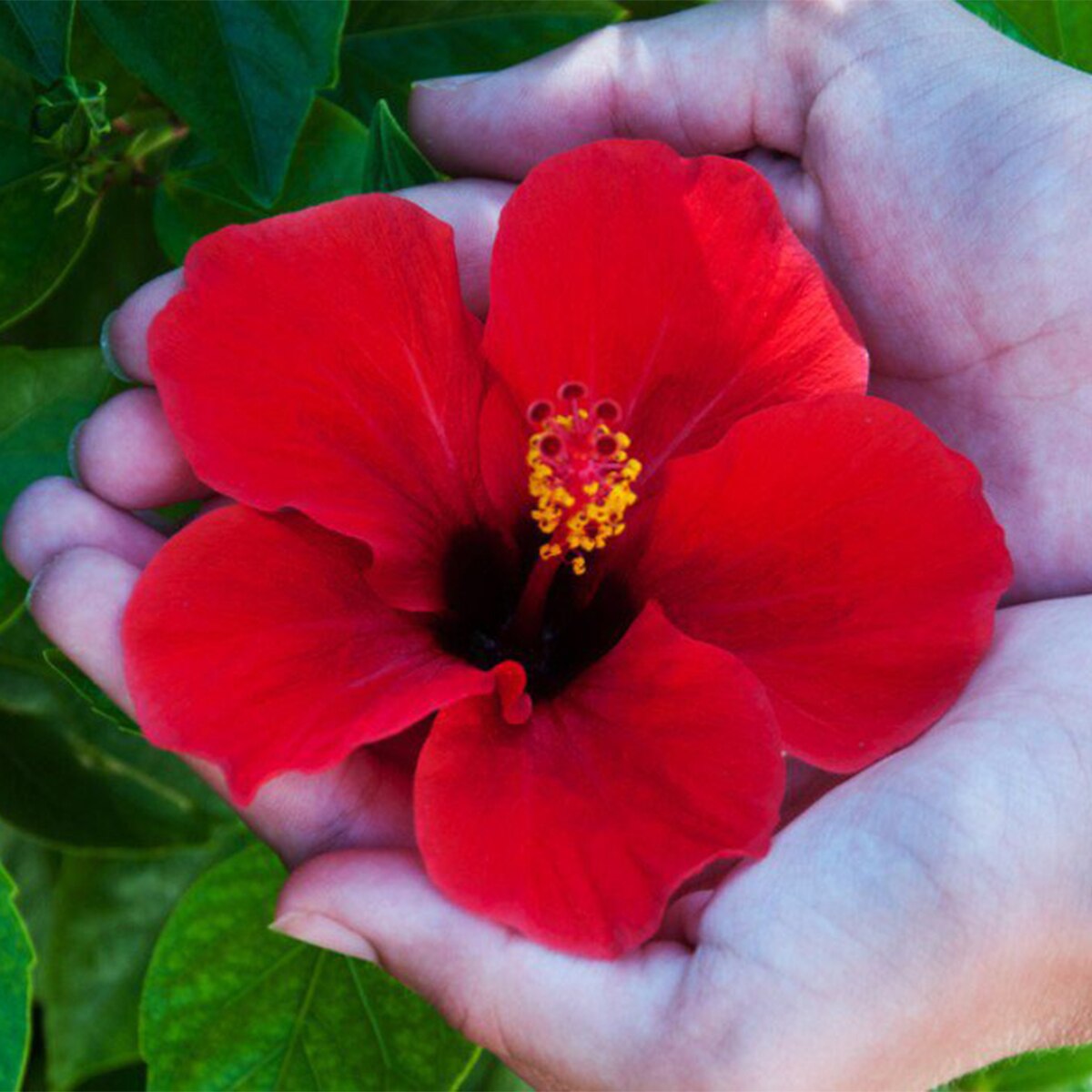 Hibiscus Plant