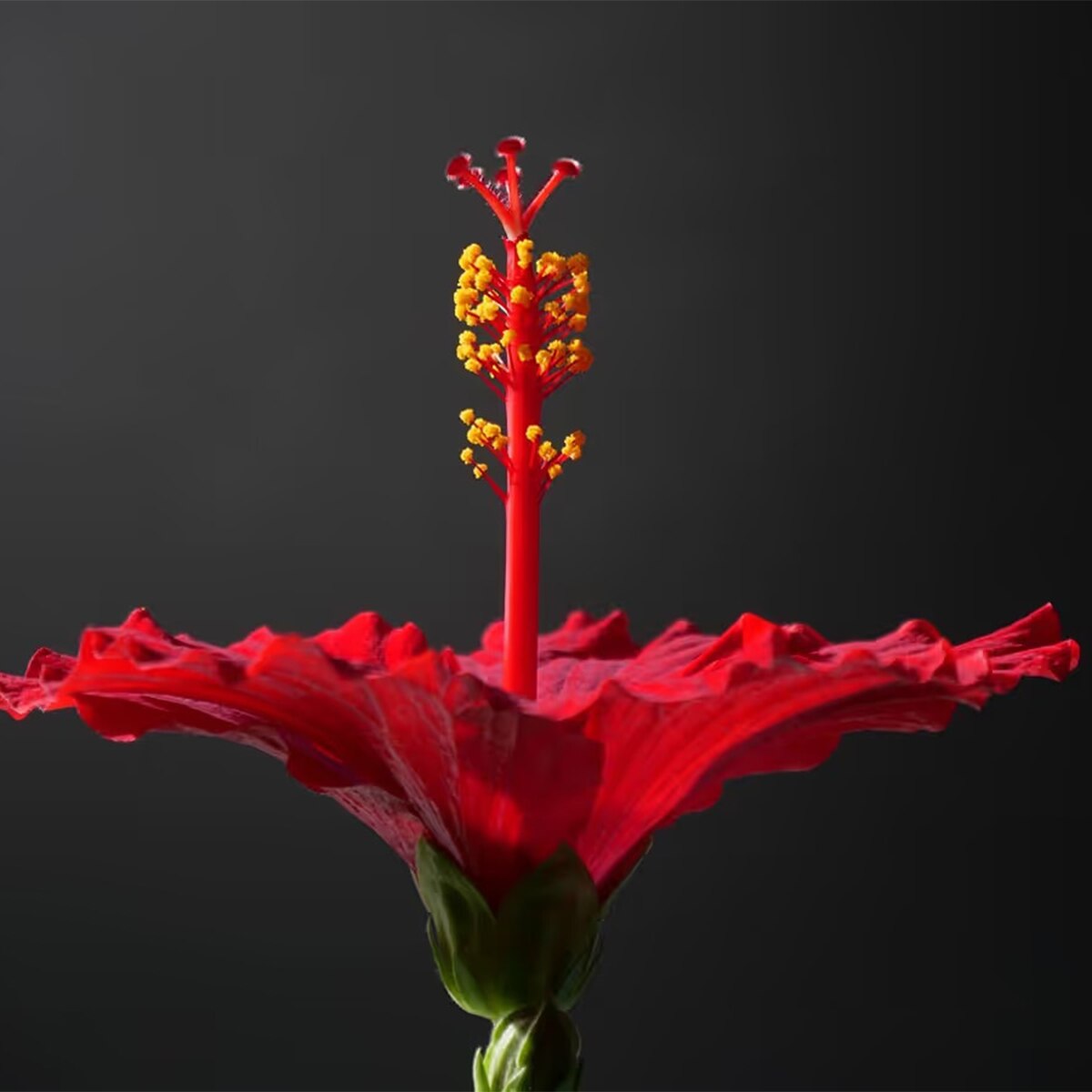 Hibiscus Plant