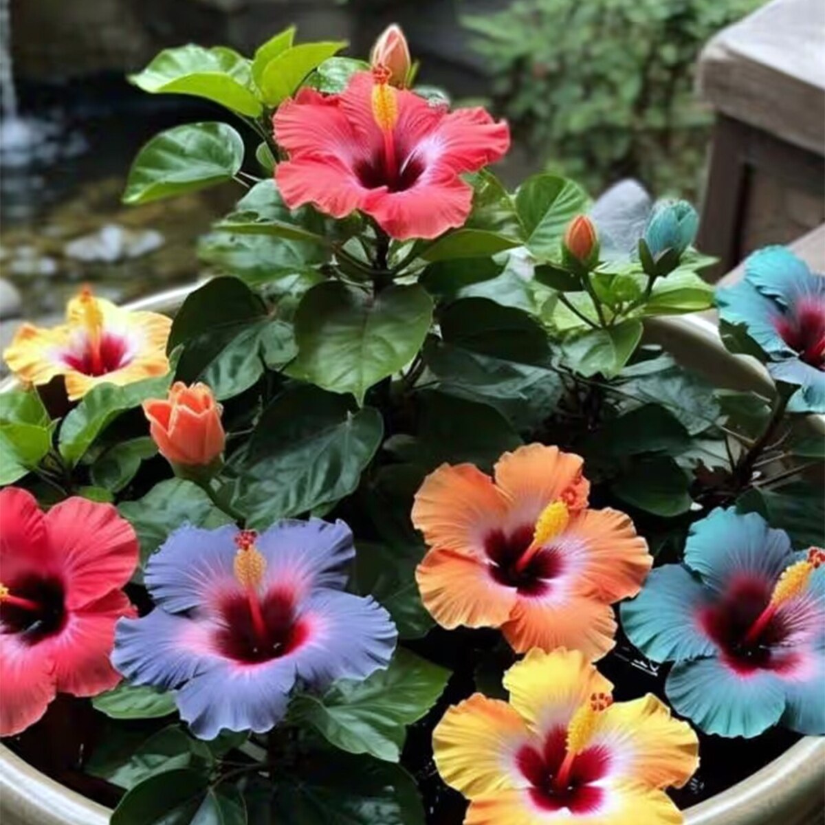 Hibiscus Plant