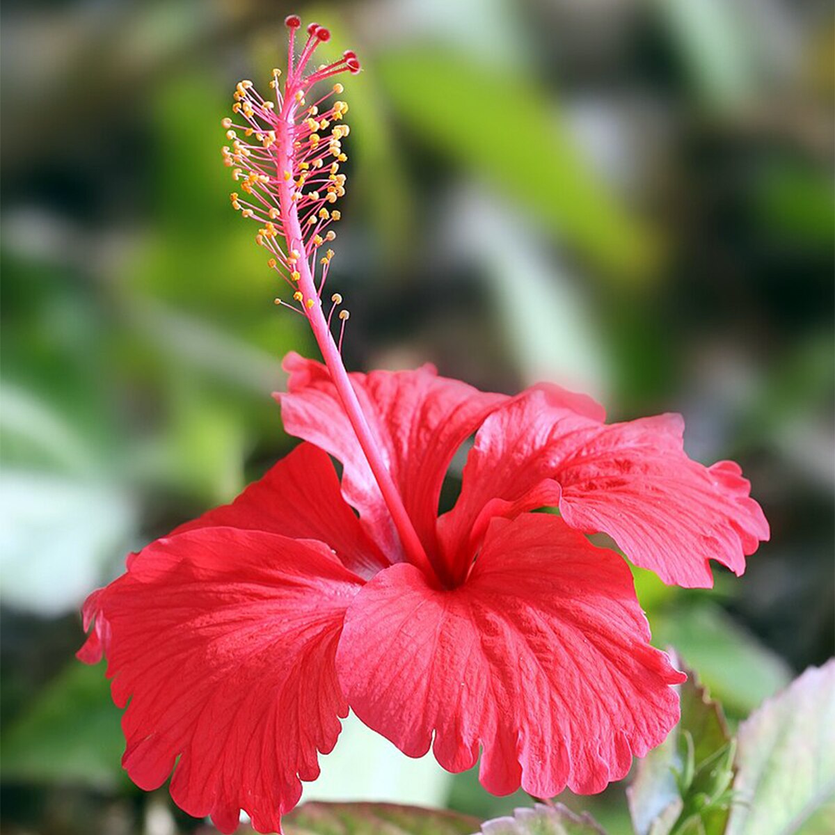 Hibiscus Plant