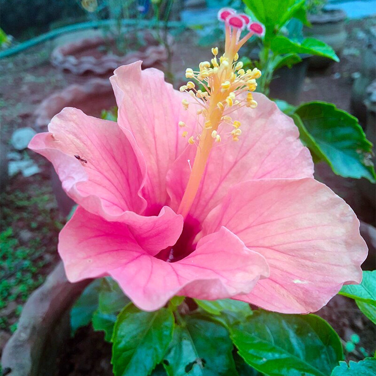 Hibiscus Plant