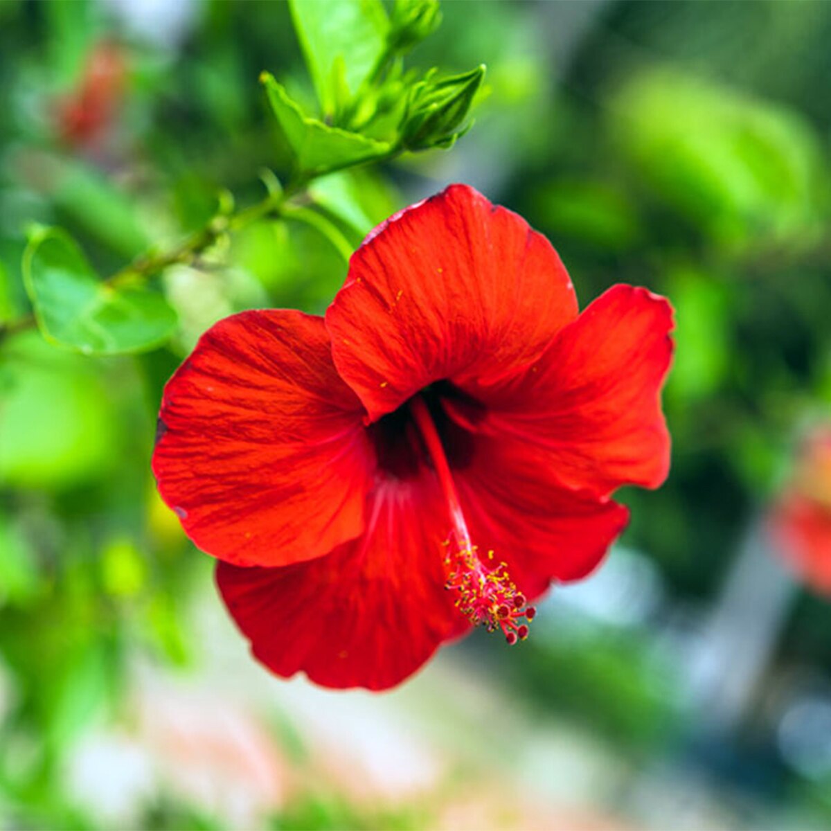 Hibiscus Plant