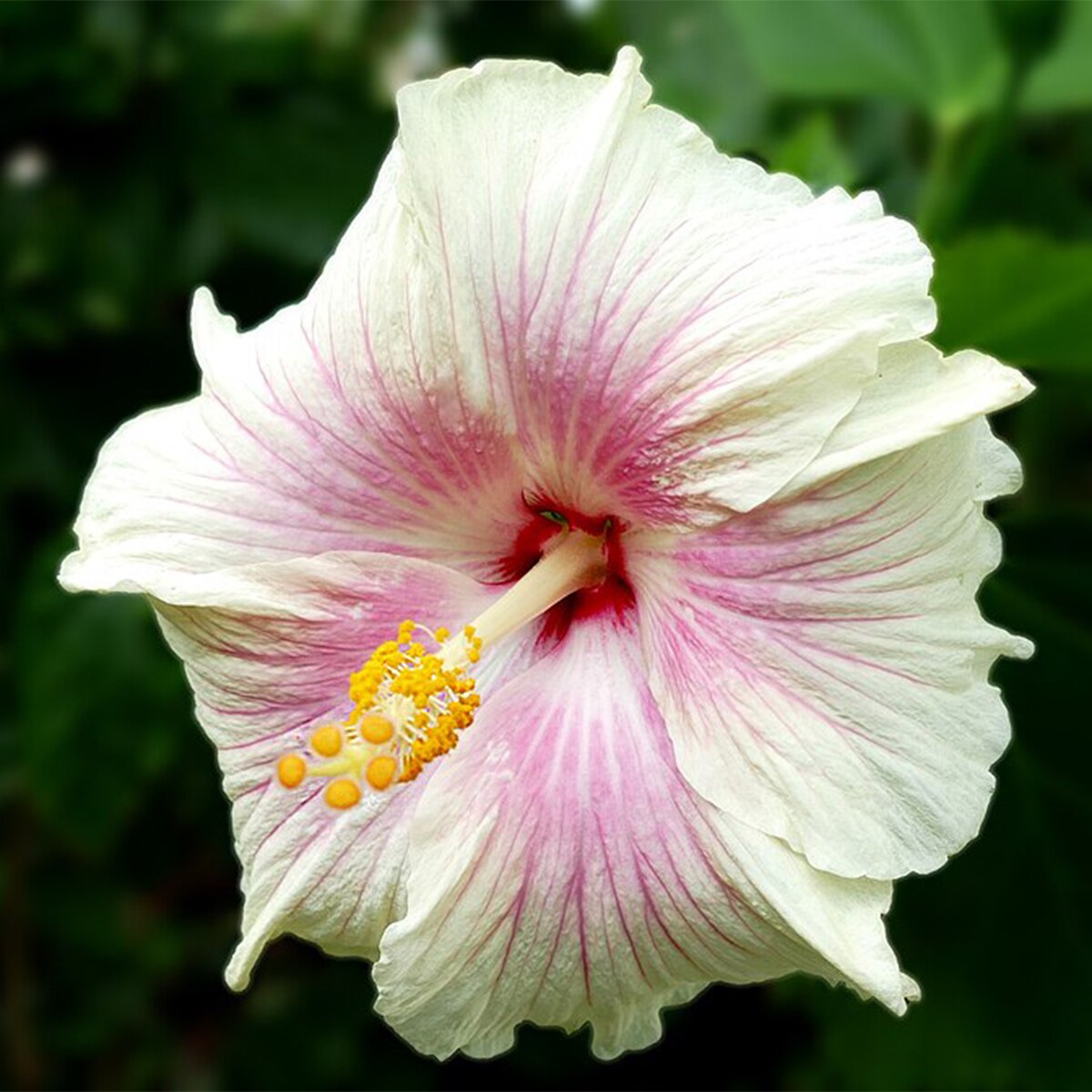 Hibiscus Plant