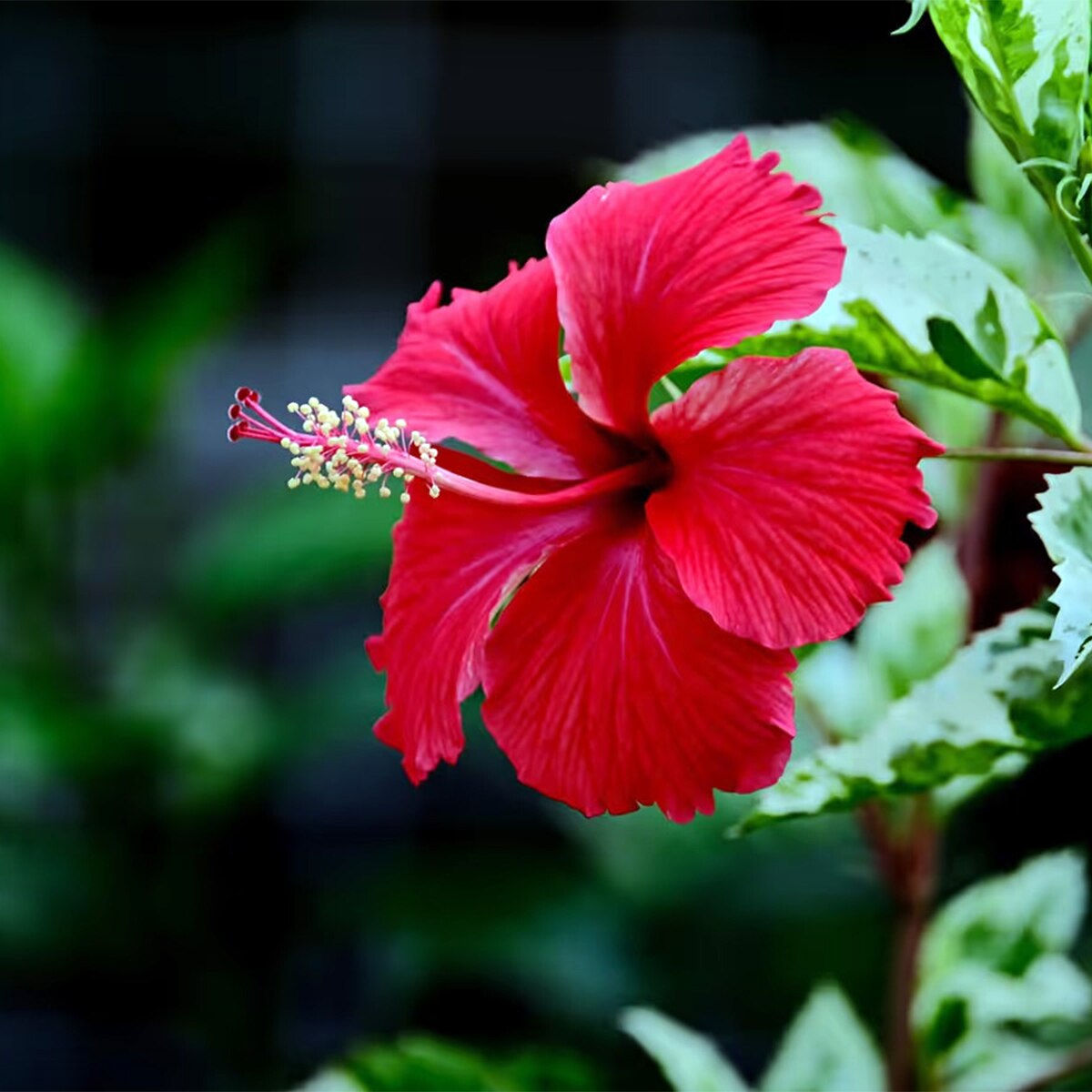 Hibiscus Plant