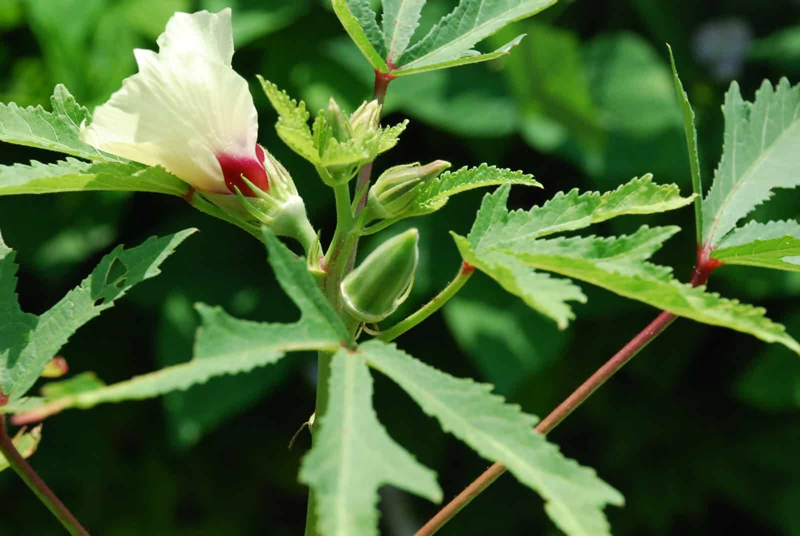 সঠিক পাত্র এবং মাটি কিনে আনুন
