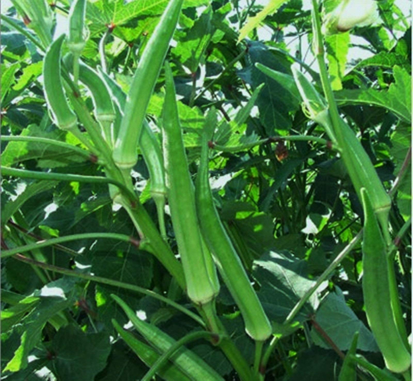 বীজ রোপনের পদ্ধতি