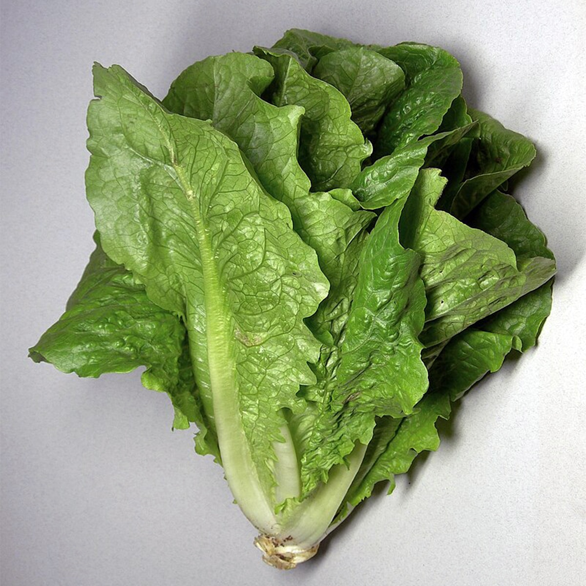 Lettuce