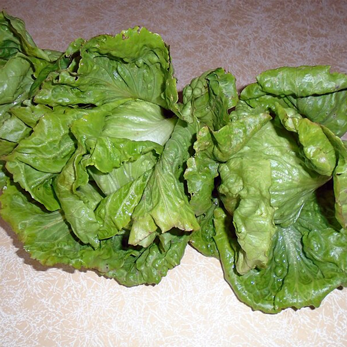 Lettuce