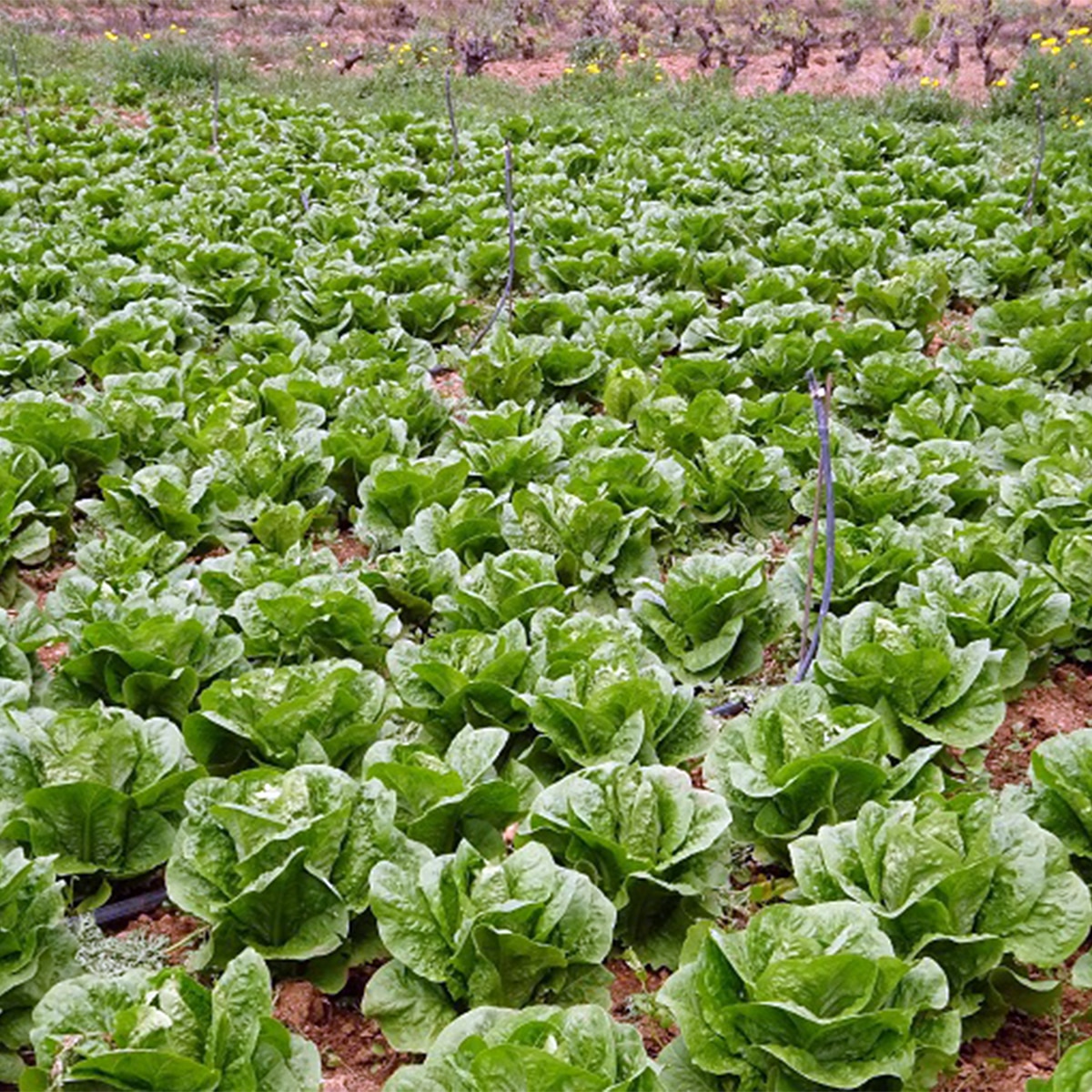 Lettuce