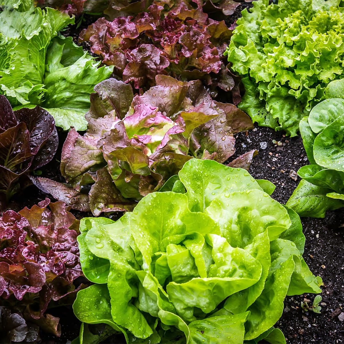 Lettuce