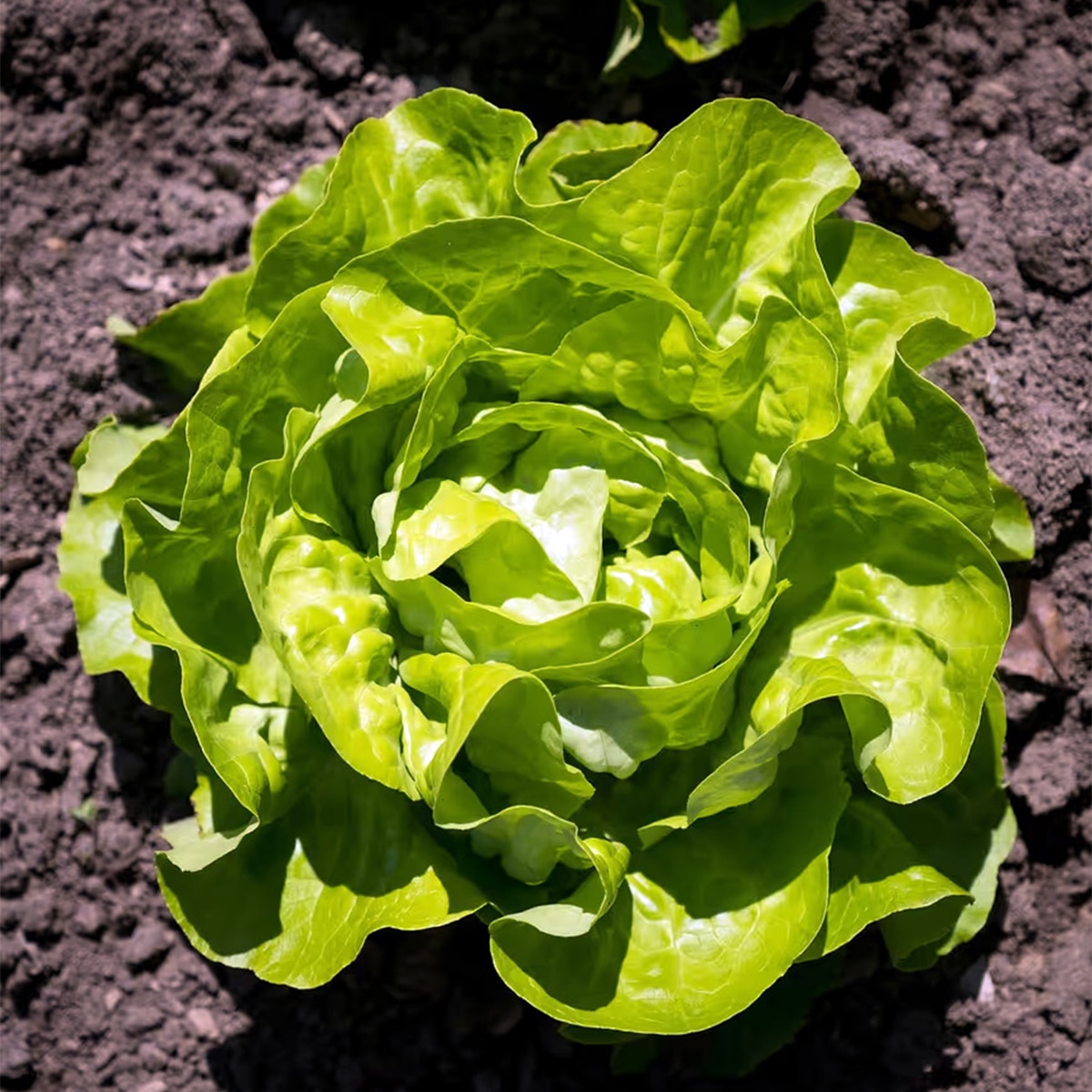 Lettuce