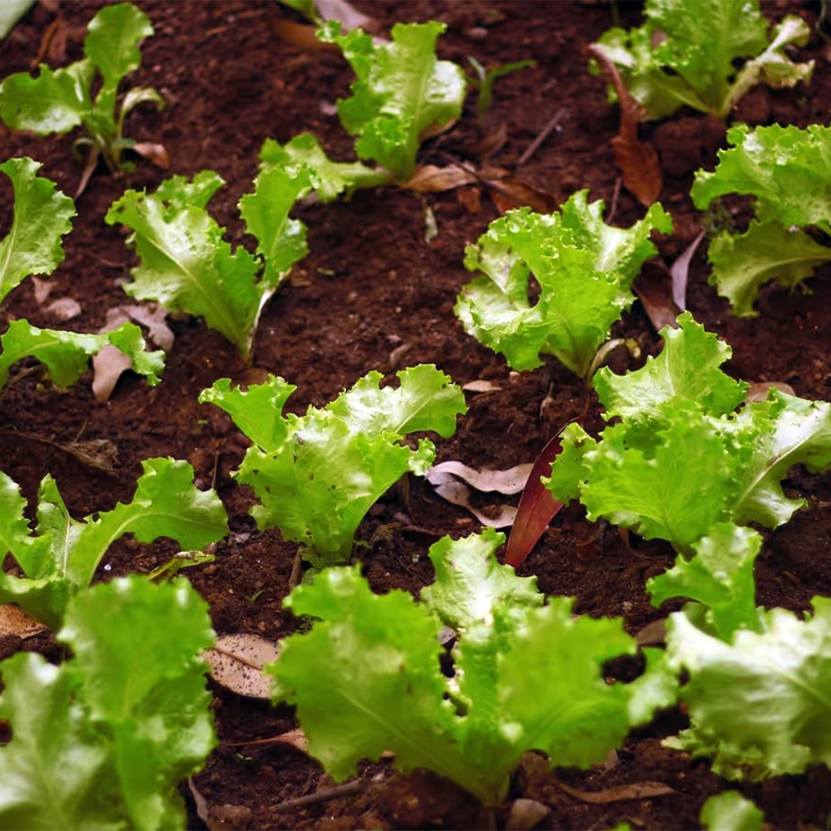 Lettuce