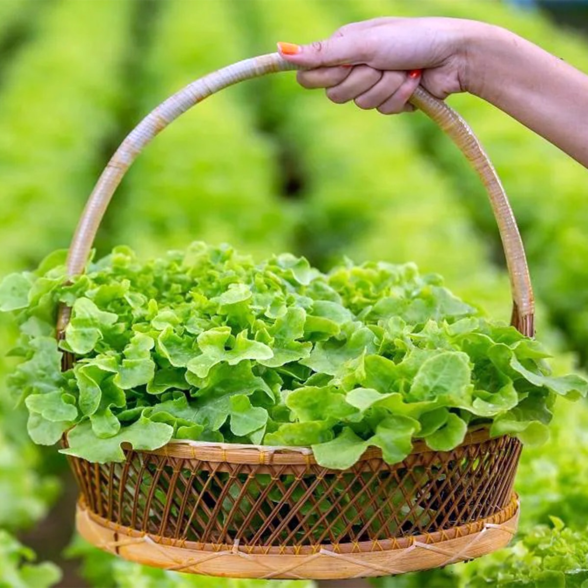 Lettuce