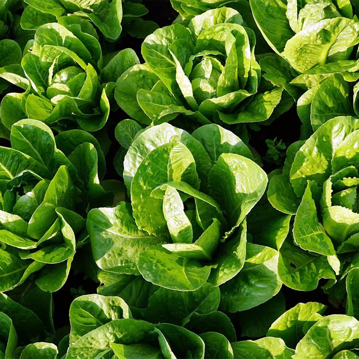 Lettuce
