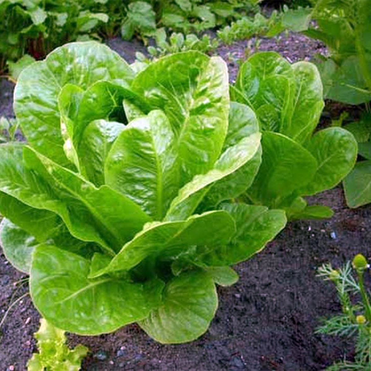 Lettuce