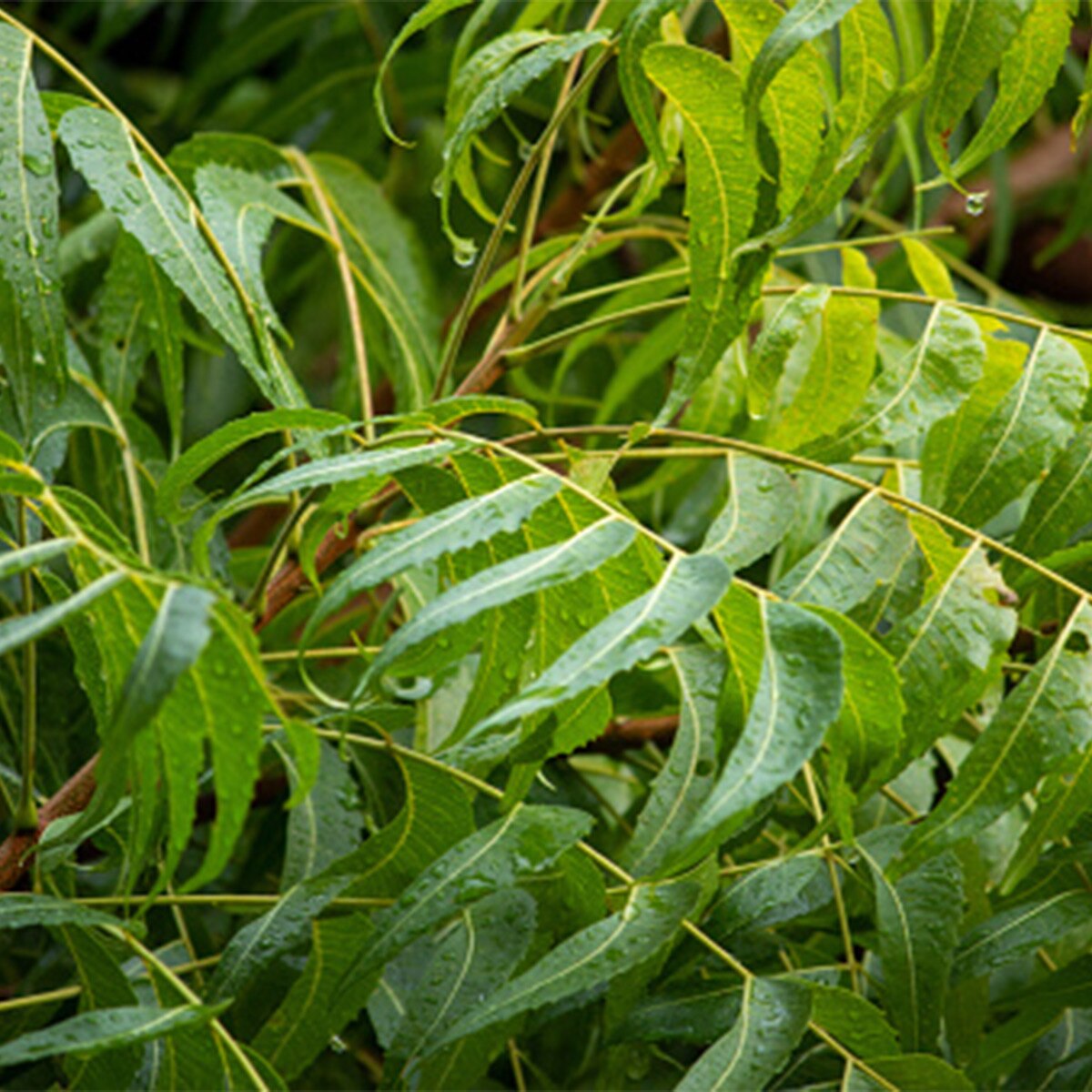 Neem