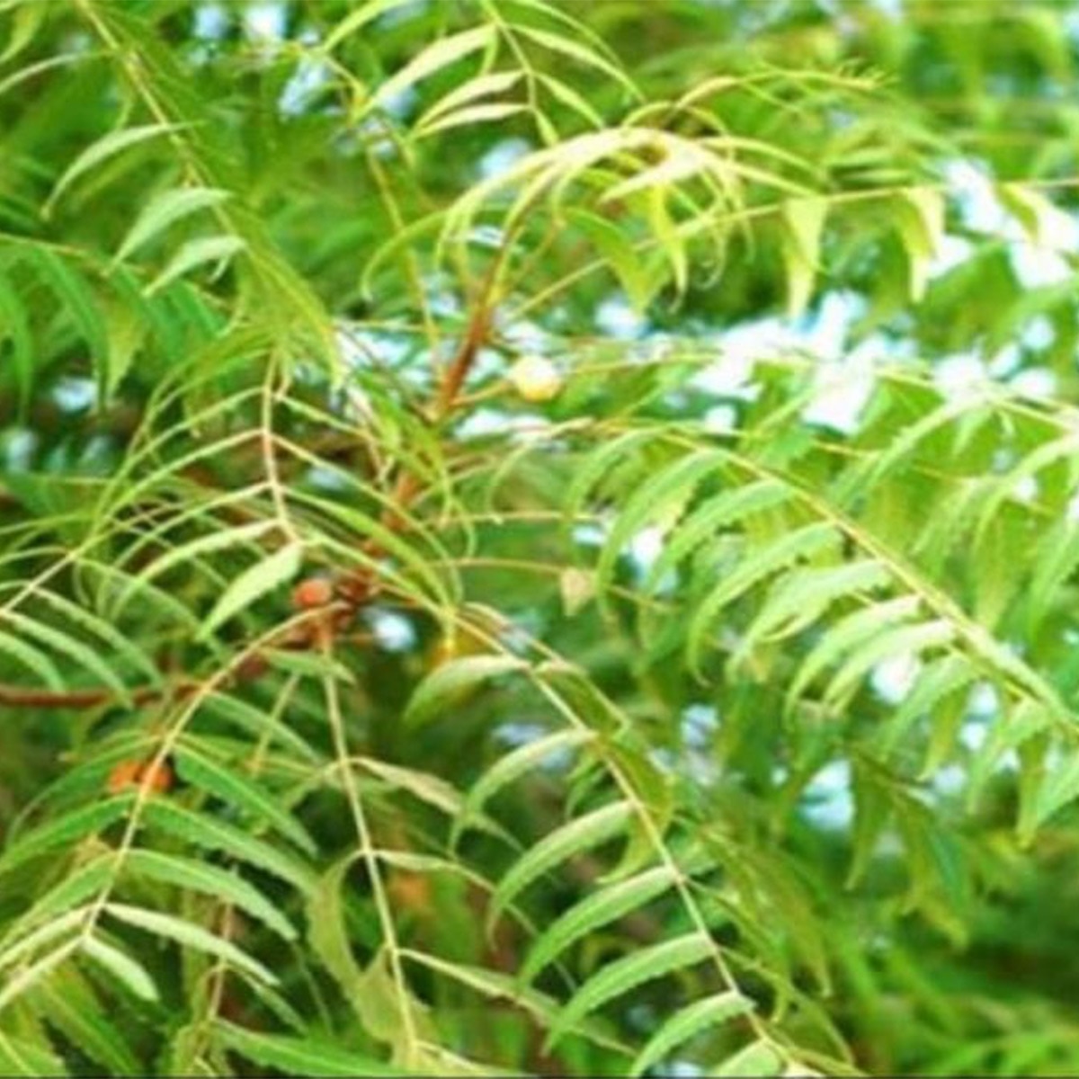 Neem