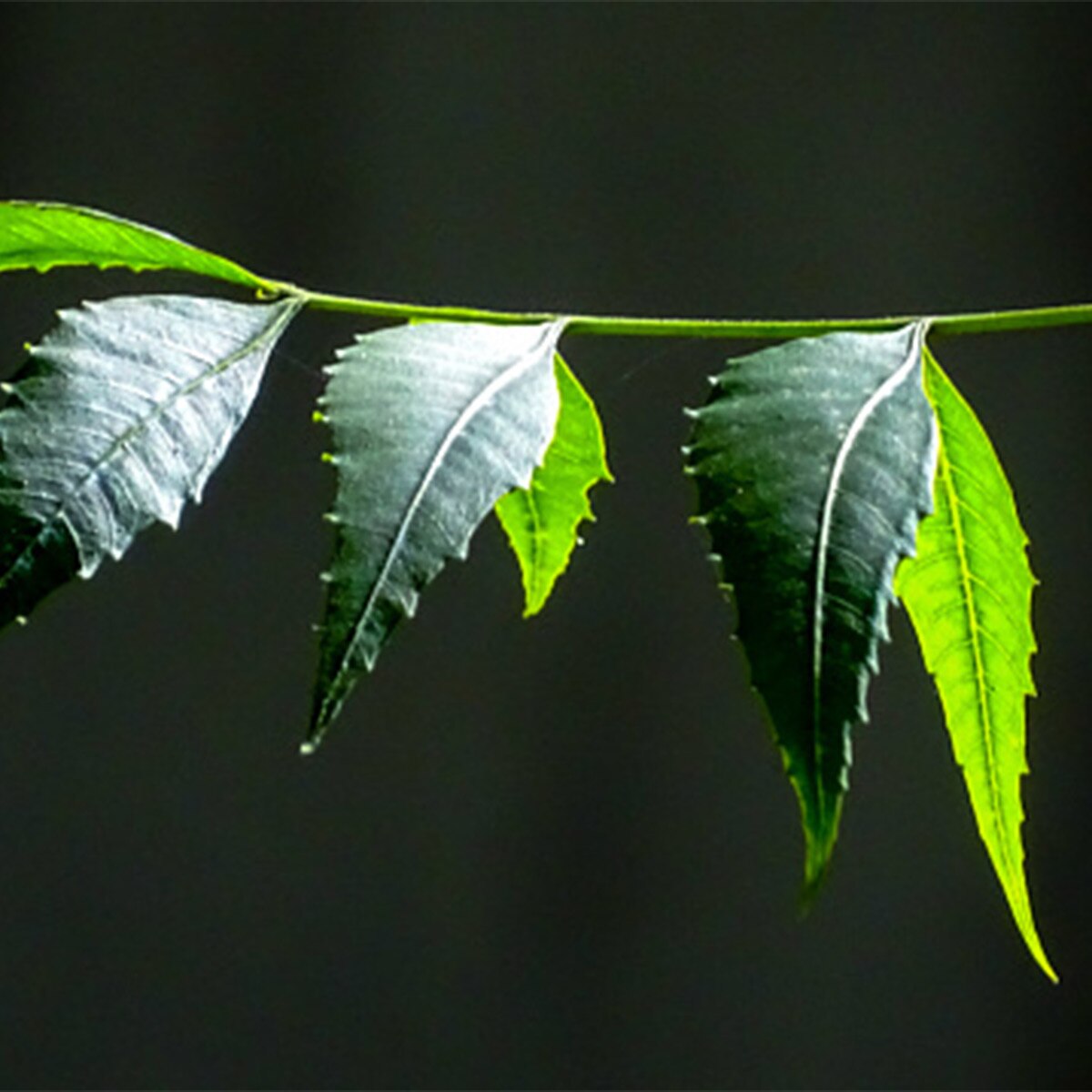 Neem