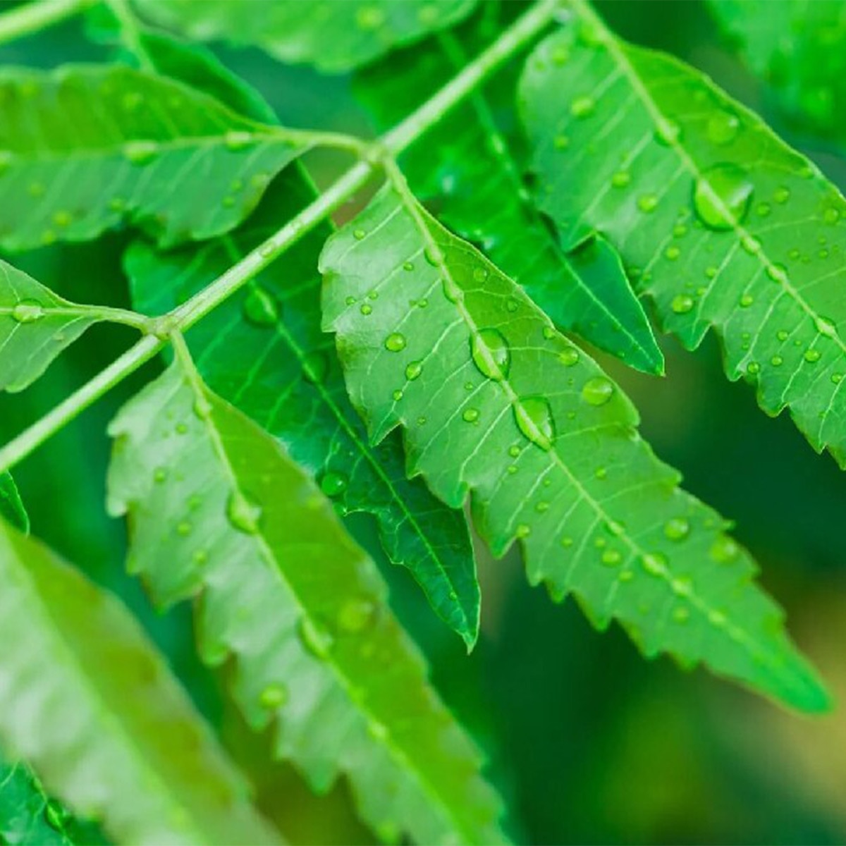 Neem