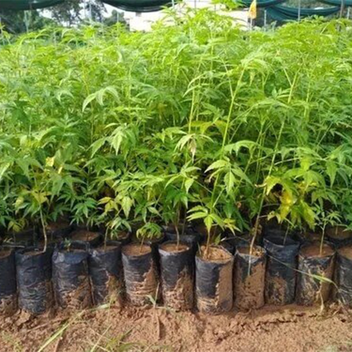 Neem