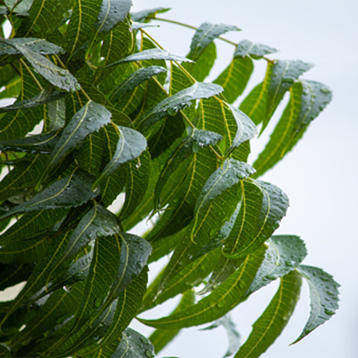 Neem