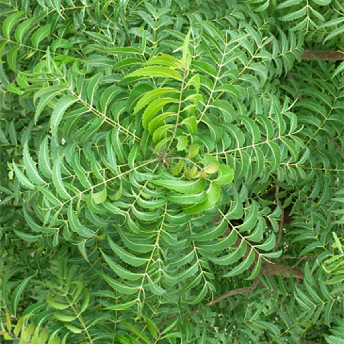 Neem