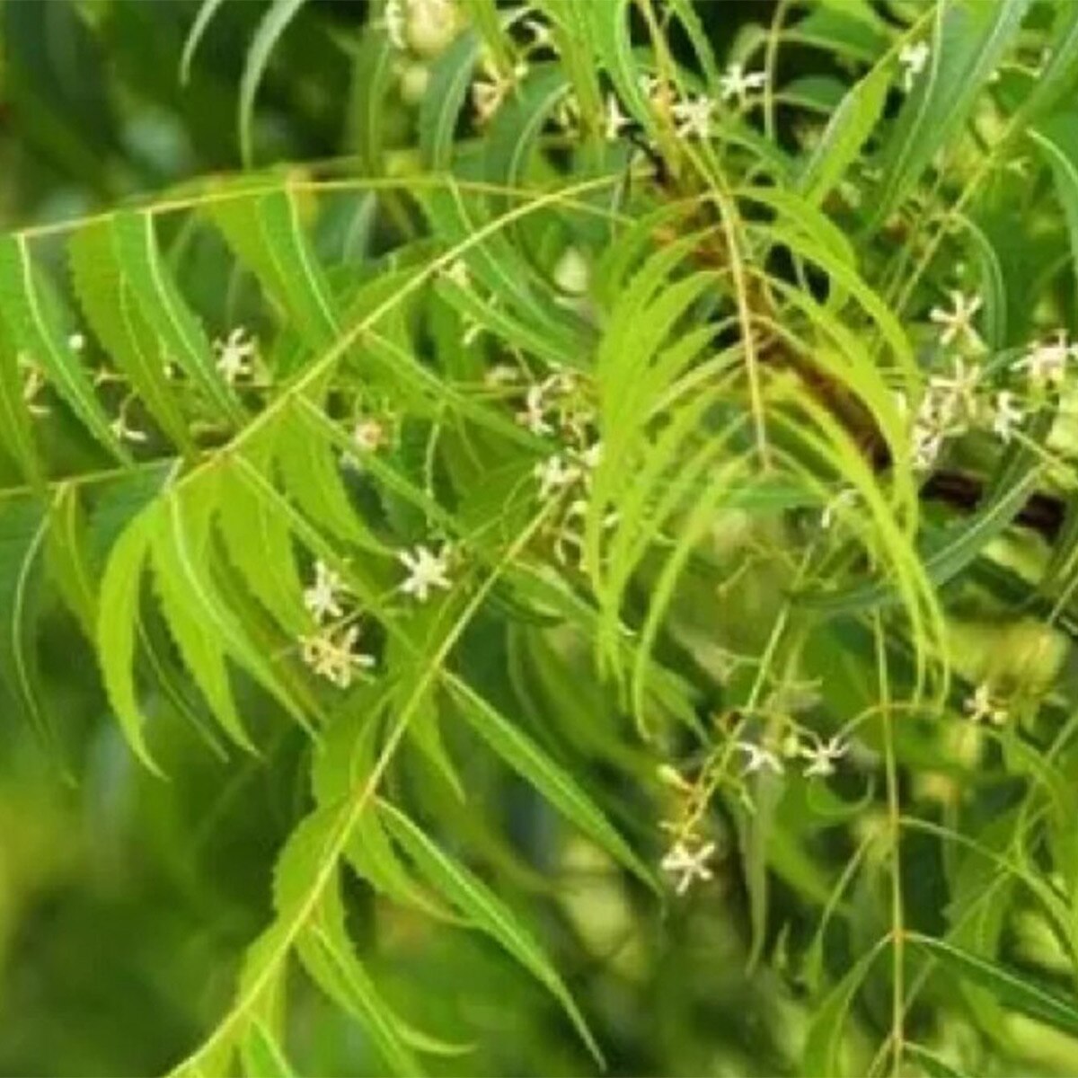 Neem