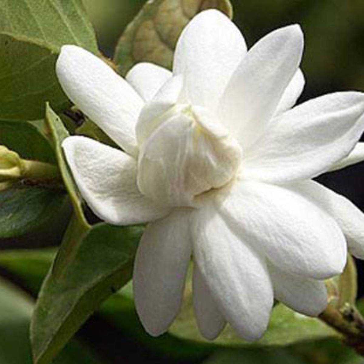 সঠিক সার