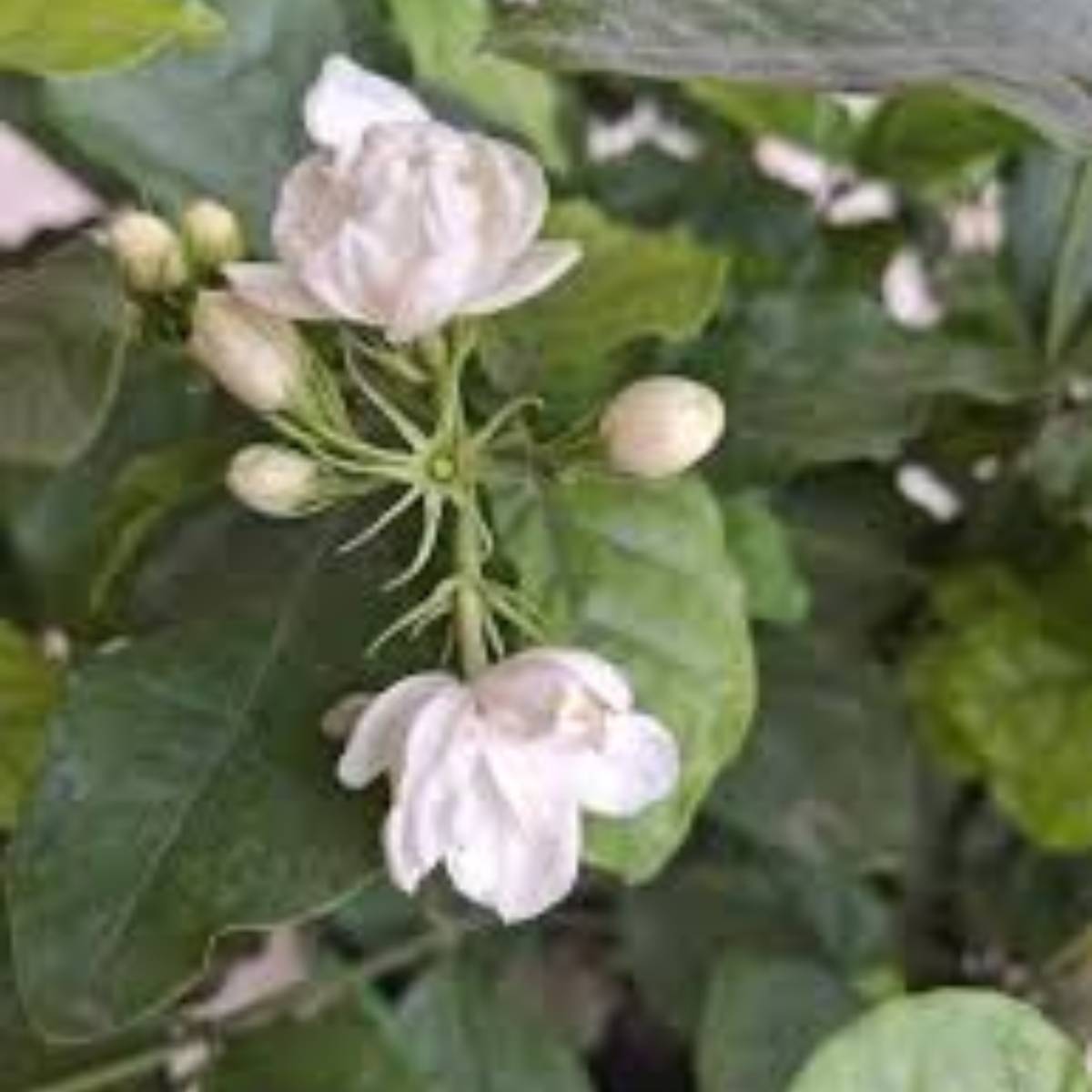 পোকার আক্রমণ থেকে বাঁচানো