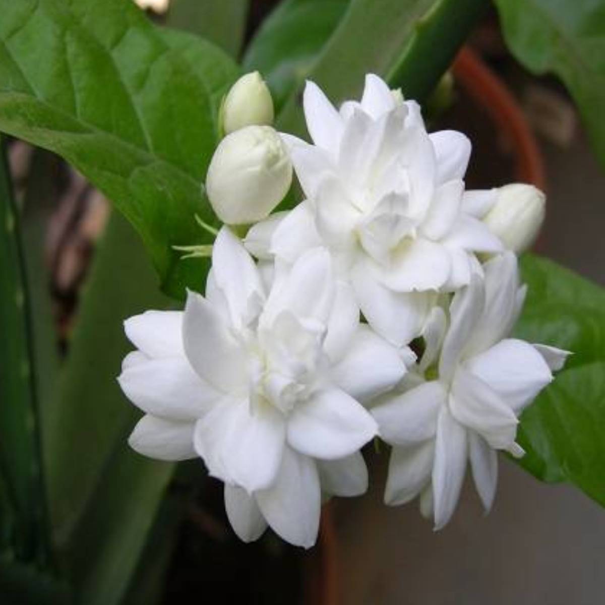 গাছ নিয়মিত ছাঁটা