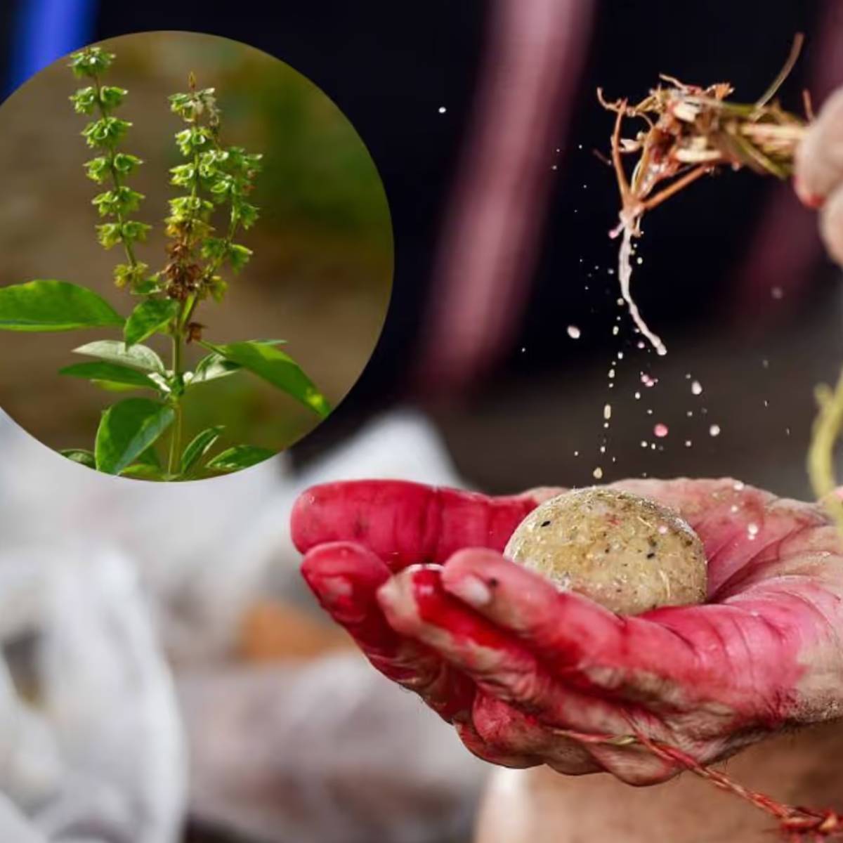 গরুকে গুড় খাওয়ানো
