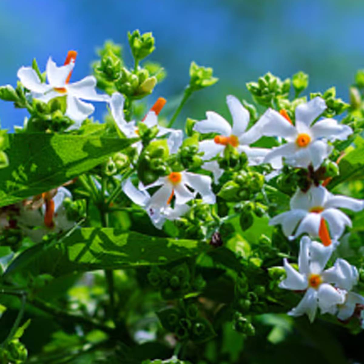 শিউলি ফুলের বৈজ্ঞানিক নাম Nyctanthes arbor-tristis, এই ফুলকে 'tree of sorrow'-ও বলা হয়! “দুঃখের বৃক্ষ”-ও বলা হয় কারণ দিনের আলোতে এই ফুল তাদের উজ্জ্বলতা হারায়।