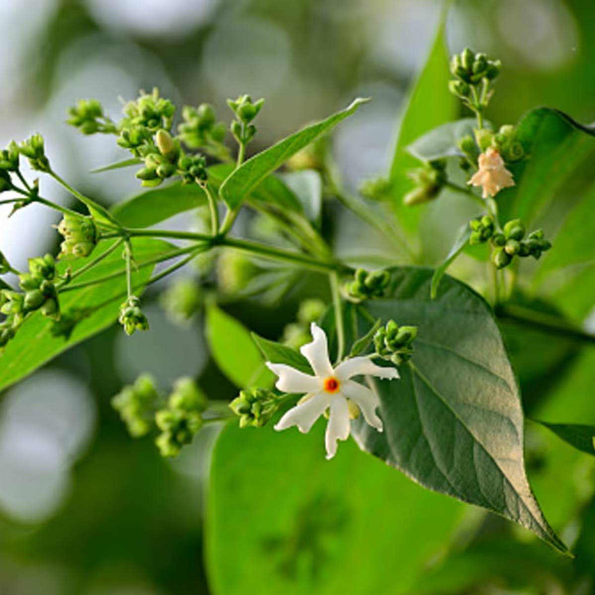 তবে এই ফুলের ইংরেজি নাম কী তা নিয়ে নানা জল্পনা চলে। সাধারণ জ্ঞানের নানা প্রশ্ন নানা পরীক্ষায় আসে। তাই আগের থেকেই জেনে নেওয়া ভাল।