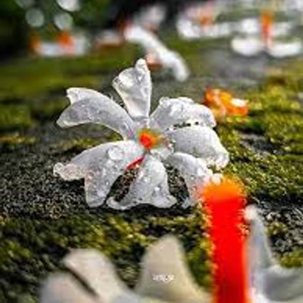 আকাশে বাতাসে পুজো পুজো ভাব! মা দুর্গার পুজো, বাঙালির সেরা উৎসব! আর এই উৎসবের সময় শিউলি ফুলের ঘ্রাণ না পেলে হয়! শরৎ কালেই গাছে সাদা হয়ে ফুঁটে থাকে শিউলি ফুল! কয়েক মাসের জন্য দেখা যায় এই ফুল!