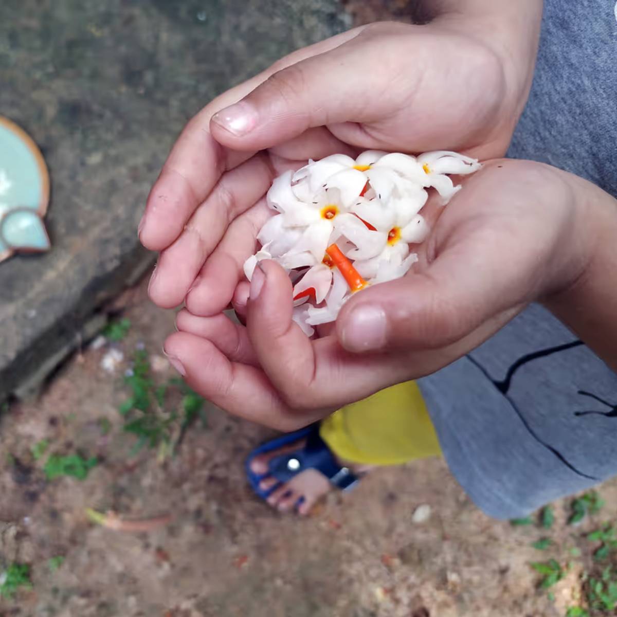 শিউলি ফুলকে বলা হয় স্বর্গের পারিজাত! এই ফুল দিয়ে পুজো হয় মায়ের! পারিজাত ফুলের নানা গল্প রয়েছে!
