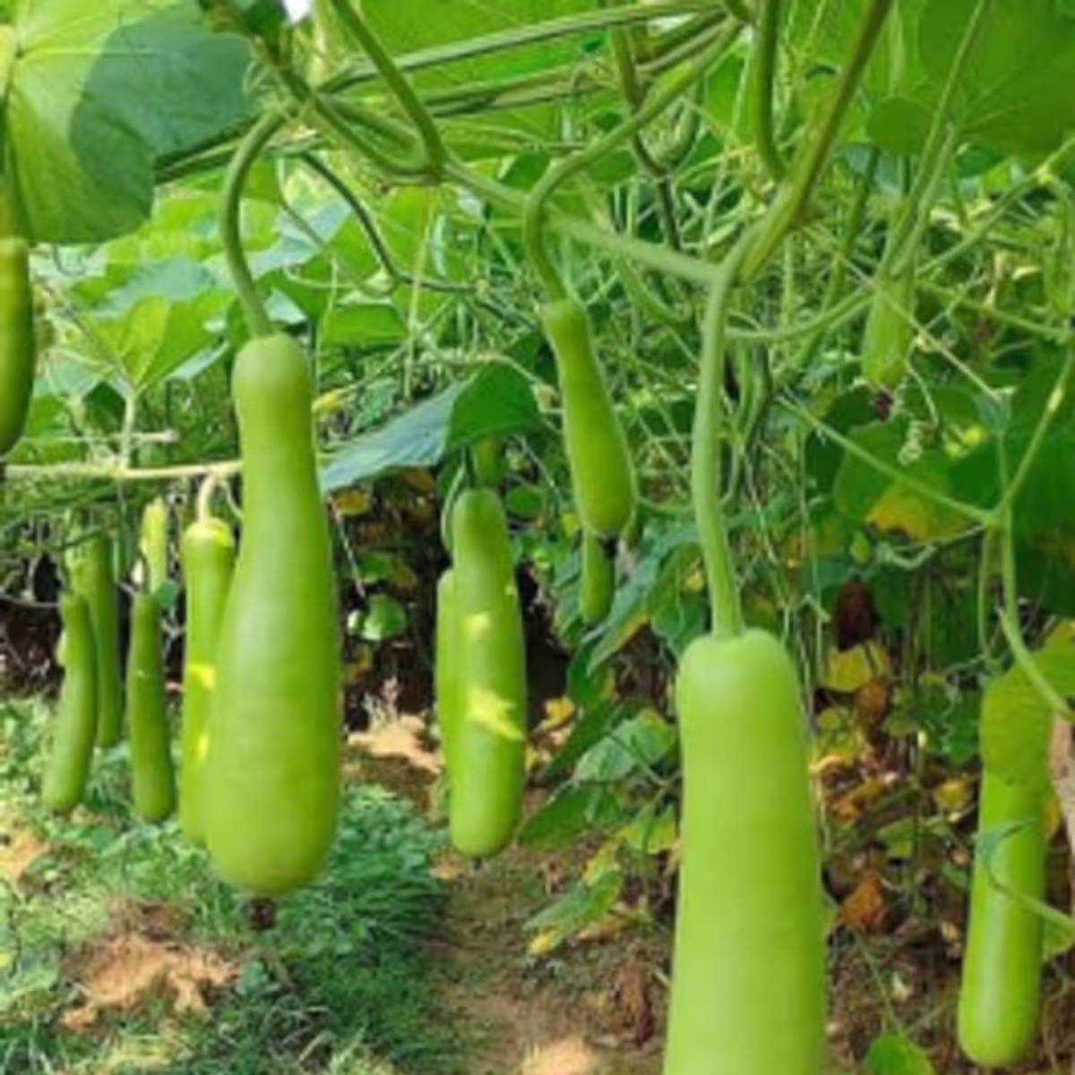 লাউ গাছের জন্য বেশি সূর্যালোক প্রয়োজন, তাই এমন জায়গায় লাগান যেখানে কমপক্ষে ৬-৮ ঘন্টা সূর্যালোক পাওয়া যায়।