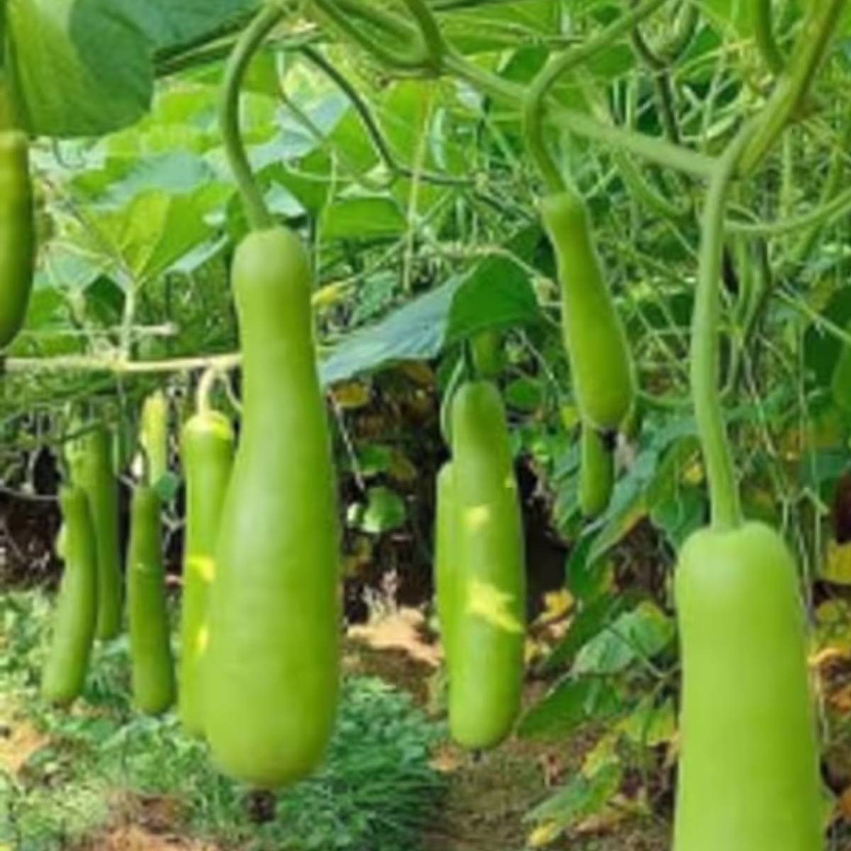 লাউয়ের লতা লম্বা, তাই এই গাছে সাপোর্ট খুব জরুরী। যদি সঠিক সাপোর্ট না পায়, তাহলে গাছটি দুর্বল হয়ে যেতে পারে।