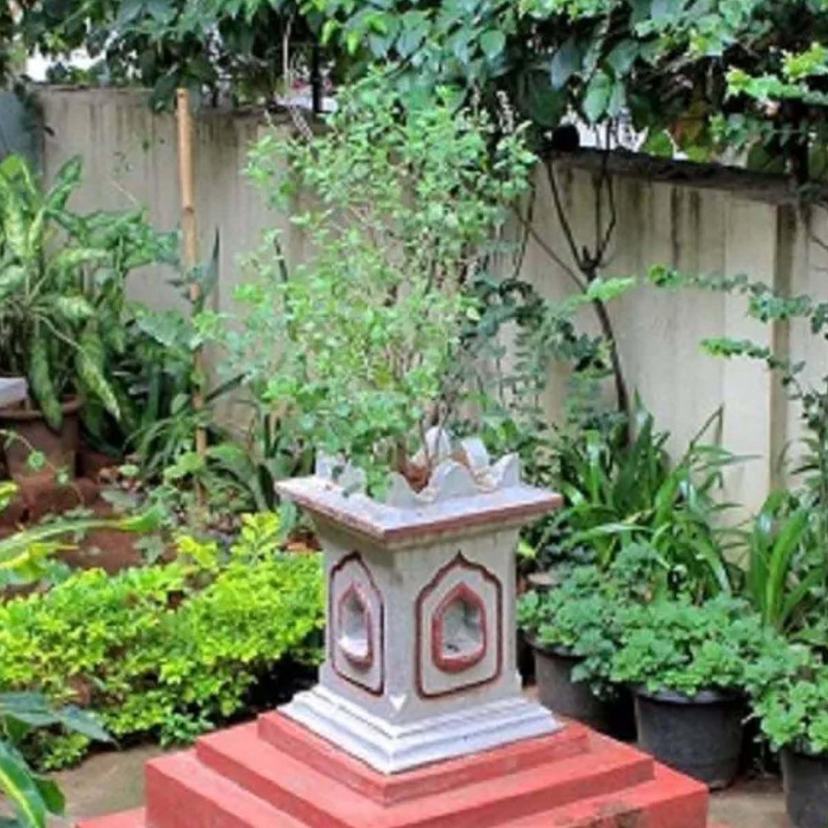 ধর্মীয় পণ্ডিতরা বলেন যে, তুলসী গাছের কাছে মাংস রাখা একটি গুরুতর ভুল, শাস্ত্র অনুসারে। এর ফলে বাড়িতে অশুভ প্রভাব এবং মানসিক অশান্তি তৈরি হয়।